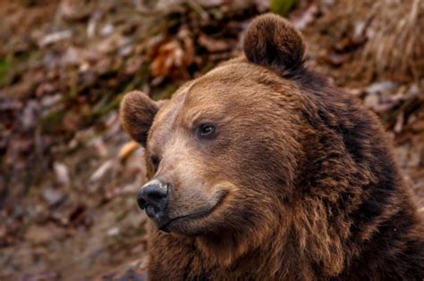 Latvijas lāči ceru, ka visi ir dzīvi Instagram: dtp.